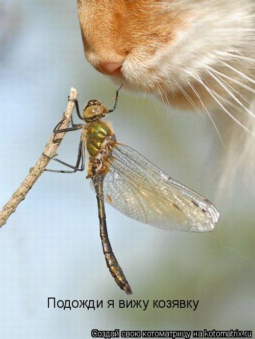 Котоматрица: Подожди я вижу козявку