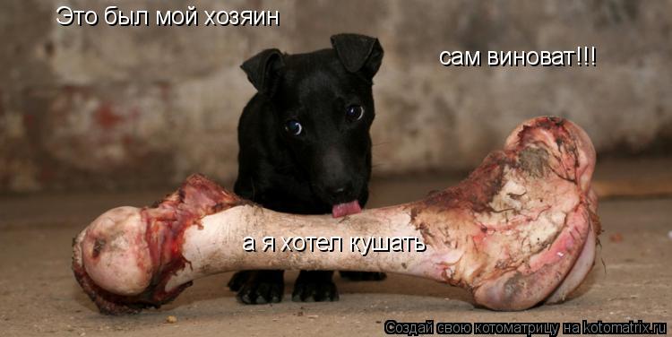 Котоматрица: Это был мой хозяин а я хотел кушать сам виноват!!!