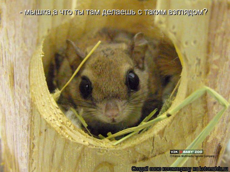 - мышка,а что ты там делаешь с таким взглядом?... Котоматрица: - мышка,а что ты там делаешь с таким взглядом?