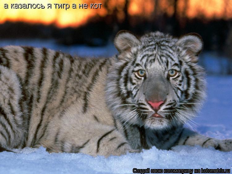 а казалось я тигр а не кот... Котоматрица: а казалось я тигр а не кот