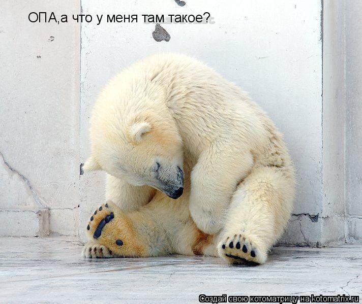 Котоматрица: ОПА,а что у меня там такое?