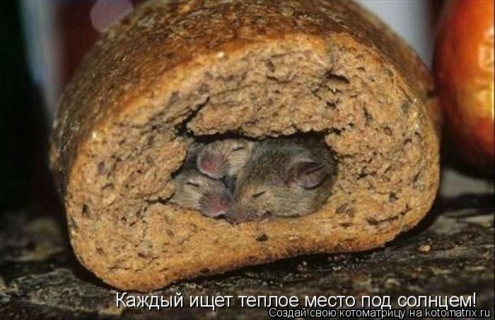 Котоматрица: Каждый ищет теплое место под солнцем!