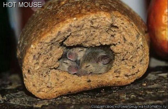 Котоматрица: HOT MOUSE