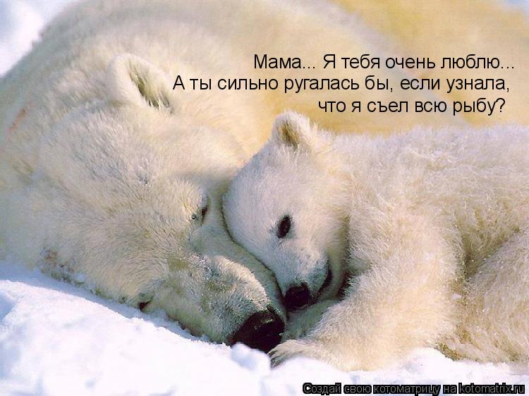 Мама... Я тебя очень люблю... А ты сильно ругалась бы, если узнала, что я съел всю рыбу?... Котоматрица: Мама... Я тебя очень люблю... А ты сильно ругалась бы, если узнала, что я съел всю рыбу?