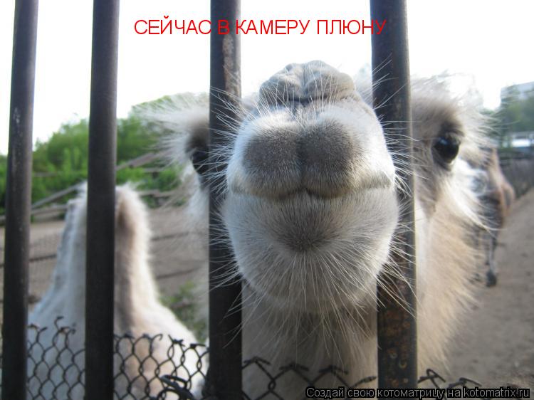 СЕЙЧАС В КАМЕРУ ПЛЮНУ... Котоматрица: СЕЙЧАС В КАМЕРУ ПЛЮНУ