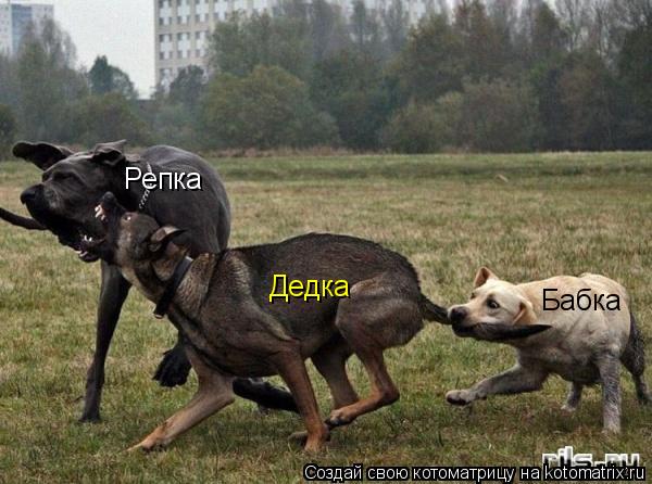 Бабка Дедка Репка... Котоматрица: Бабка Дедка Репка