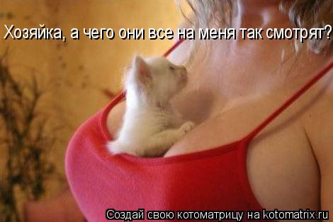 Хозяйка, а чего они все на меня так смотрят?!... Котоматрица: Хозяйка, а чего они все на меня так смотрят?!