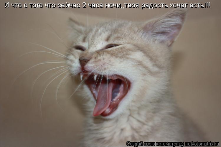 И что с того что сейчас 2 часа ночи,,твоя радость хочет есть!!!... Котоматрица: И что с того что сейчас 2 часа ночи,,твоя радость хочет есть!!!