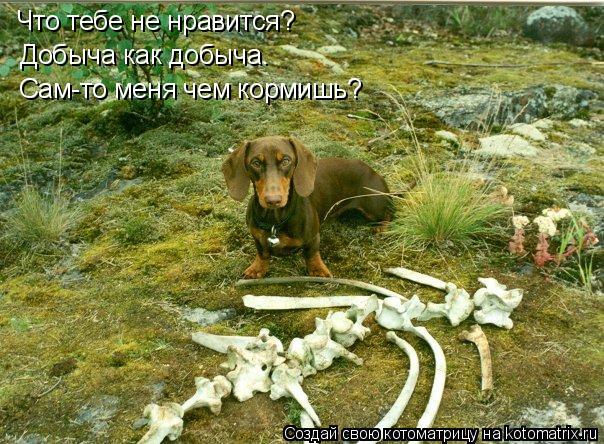 Что тебе не нравится? Добыча как добыча. Сам-то меня чем кормишь?... Котоматрица: Что тебе не нравится? Добыча как добыча. Сам-то меня чем кормишь?