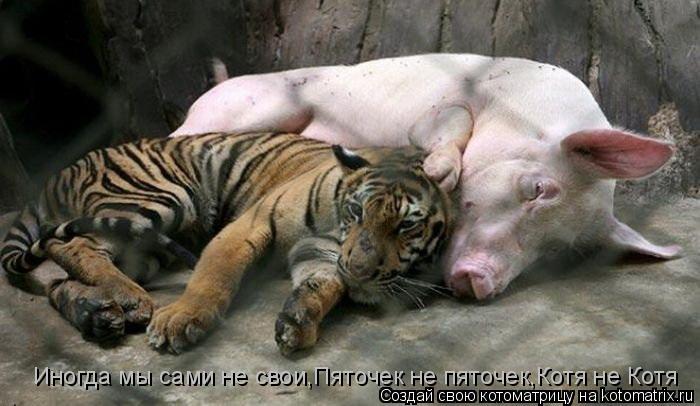Иногда мы сами не свои,Пяточек не пяточек,Котя не Котя... Котоматрица: Иногда мы сами не свои,Пяточек не пяточек,Котя не Котя