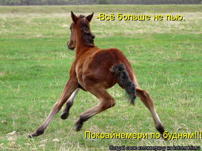 -Всё больше не пью. Покрайнемери по будням!!!... Котоматрица: -Всё больше не пью. Покрайнемери по будням!!!