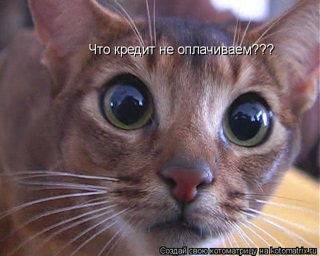 Что кредит не оплачиваем???... Котоматрица: Что кредит не оплачиваем???