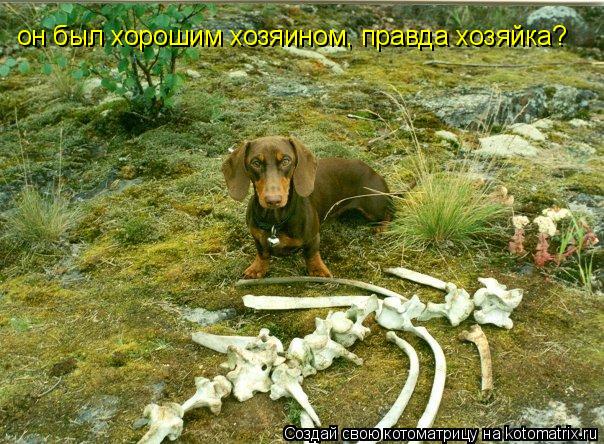 он был хорошим хозяином, правда хозяйка?... Котоматрица: он был хорошим хозяином, правда хозяйка?