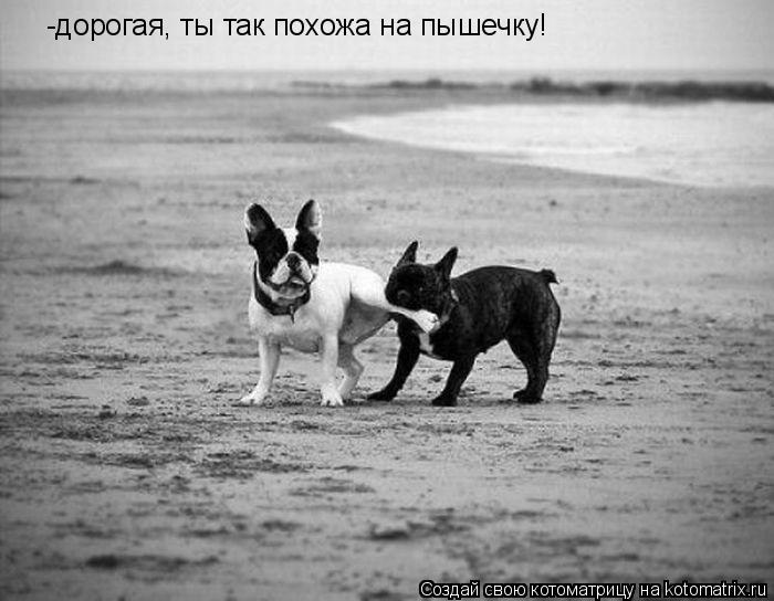 -дорогая, ты так похожа на пышечку!... Котоматрица: -дорогая, ты так похожа на пышечку!