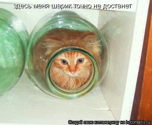здесь меня шарик точно не достанет... Котоматрица: здесь меня шарик точно не достанет