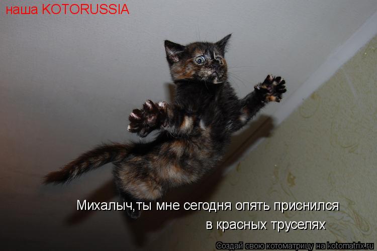 наша KOTORUSSIA Михалыч,ты мне сегодня опять приснился в красных труселях... Котоматрица: наша KOTORUSSIA Михалыч,ты мне сегодня опять приснился в красных труселях