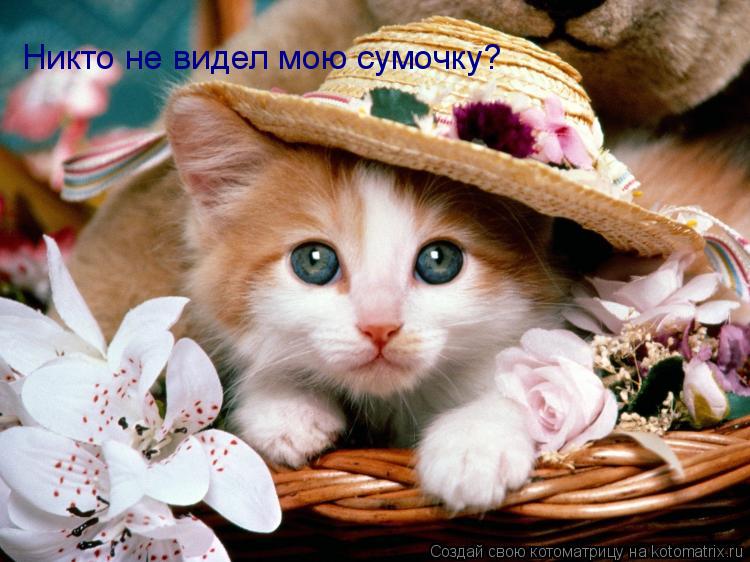 Никто не видел мою сумочку?... Котоматрица: Никто не видел мою сумочку?