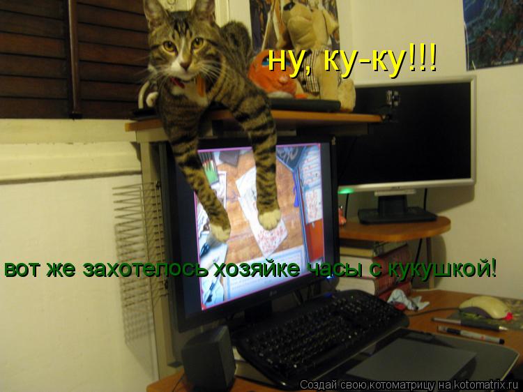 вот же захотелось хозяйке часы с кукушкой! ну, ку-ку!!!... Котоматрица: вот же захотелось хозяйке часы с кукушкой! ну, ку-ку!!!