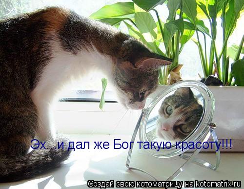 Эх...и дал же Бог такую красоту!!!... Котоматрица: Эх...и дал же Бог такую красоту!!!
