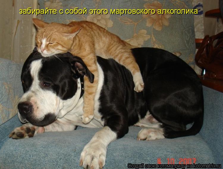 забирайте с собой этого мартовского алкоголика... Котоматрица: забирайте с собой этого мартовского алкоголика