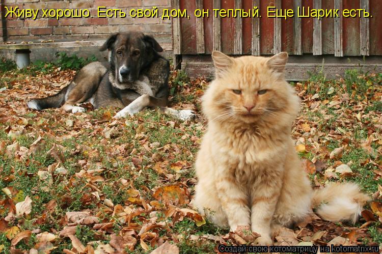 Живу хорошо. Есть свой дом, он теплый. Еще Шарик есть.... Котоматрица: Живу хорошо. Есть свой дом, он теплый. Еще Шарик есть.