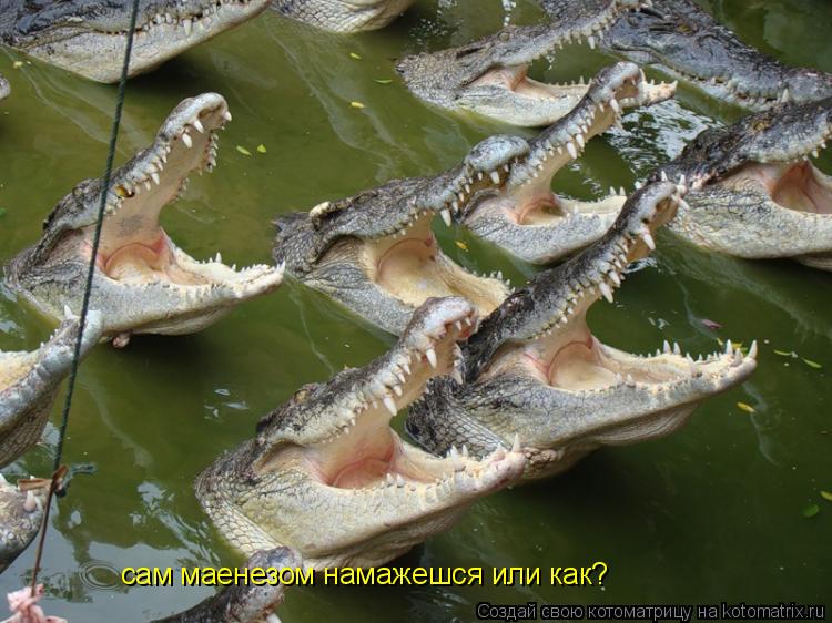 сам маенезом намажешся или как?... Котоматрица: сам маенезом намажешся или как?