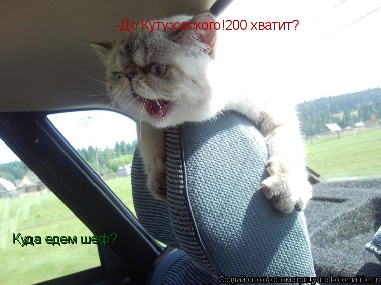 -До Кутузовского!200 хватит? Куда едем шеф?... Котоматрица: -До Кутузовского!200 хватит? Куда едем шеф?