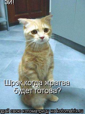 эй! Шрэк,когда жратва будет готова?... Котоматрица: эй! Шрэк,когда жратва будет готова?