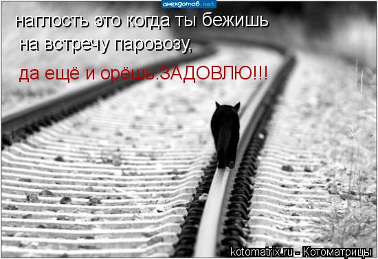 наглость это когда ты бежишь на встречу паровозу, да ещё и орёшь:ЗАДОВЛЮ!!!... Котоматрица: наглость это когда ты бежишь на встречу паровозу, да ещё и орёшь:ЗАДОВЛЮ!!!