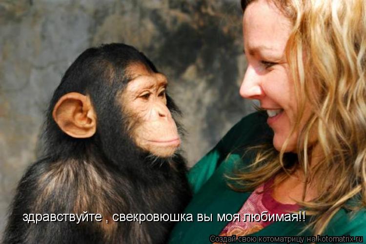 здравствуйте , свекровюшка вы моя любимая!!... Котоматрица: здравствуйте , свекровюшка вы моя любимая!!