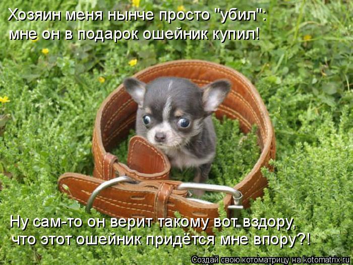 Хозяин меня нынче просто "убил": мне он в подарок ошейник купил! Ну сам-то он верит такому вот вздору... Котоматрица: Хозяин меня нынче просто "убил": мне он в подарок ошейник купил! Ну сам-то он верит такому вот вздору, что этот ошейник придётся мне впору?!