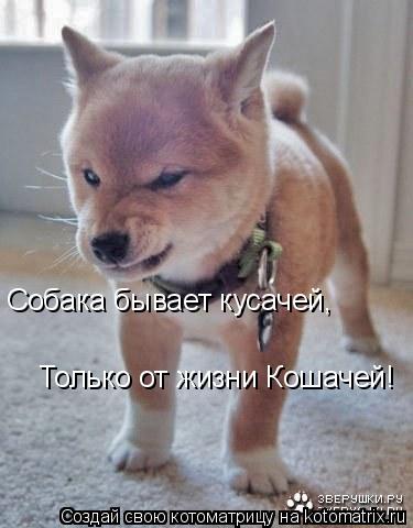 Собака бывает кусачей, Только от жизни Кошачей!... Котоматрица: Собака бывает кусачей, Только от жизни Кошачей!