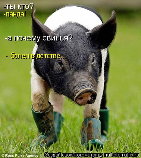 -ты кто? -панда! -а почему свинья? болел в детстве... -... Котоматрица: -ты кто? -панда! -а почему свинья? болел в детстве... -