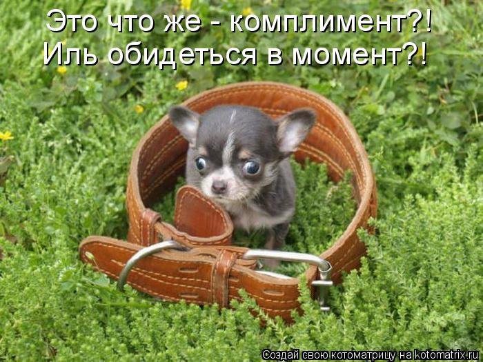 Это что же - комплимент?! Иль обидеться в момент?!... Котоматрица: Это что же - комплимент?! Иль обидеться в момент?!