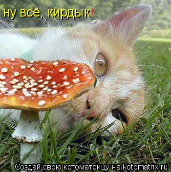 ну всё, кирдык !... Котоматрица: ну всё, кирдык !