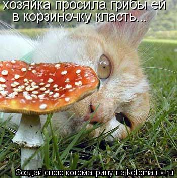 хозяйка просила грибы ей в корзиночку класть...... Котоматрица: хозяйка просила грибы ей в корзиночку класть...