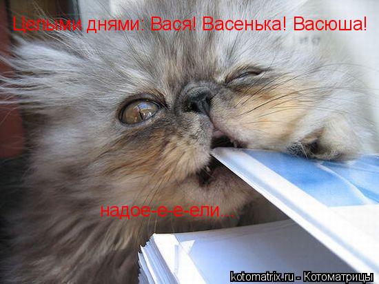 Целыми днями: Вася! Васенька! Васюша! надое-е-е-ели...... Котоматрица: Целыми днями: Вася! Васенька! Васюша! надое-е-е-ели...