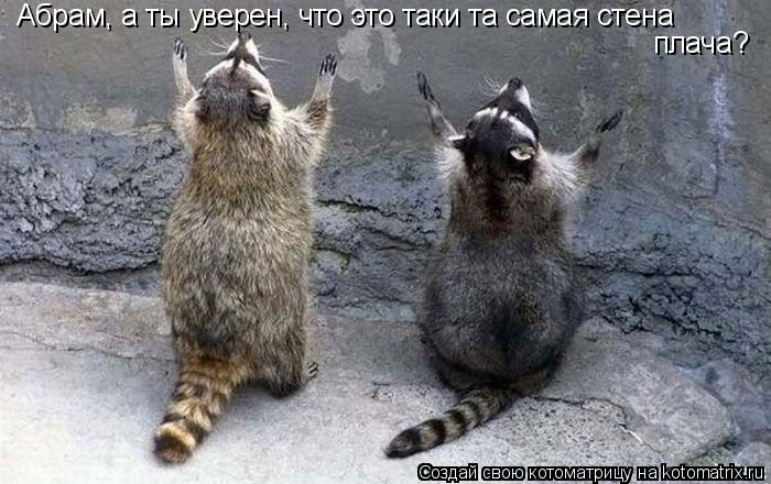 Абрам, а ты уверен, что это таки та самая стена плача?... Котоматрица: Абрам, а ты уверен, что это таки та самая стена плача?