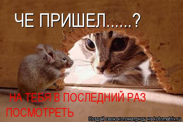 ЧЕ ПРИШЕЛ......? НА ТЕБЯ В ПОСЛЕДНИЙ РАЗ ПОСМОТРЕТЬ... Котоматрица: ЧЕ ПРИШЕЛ......? НА ТЕБЯ В ПОСЛЕДНИЙ РАЗ ПОСМОТРЕТЬ