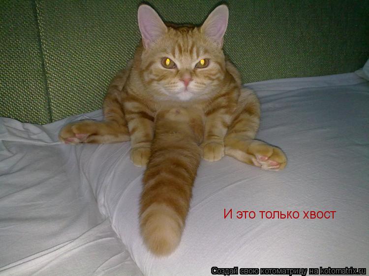 И это только хвост... Котоматрица: И это только хвост
