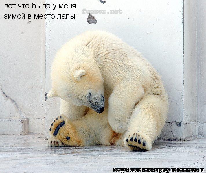 вот что было у меня зимой в место лапы... Котоматрица: вот что было у меня зимой в место лапы