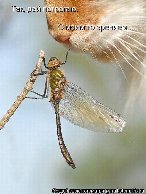 Так, дай потрогаю. С моим то зрением...... Котоматрица: Так, дай потрогаю. С моим то зрением...