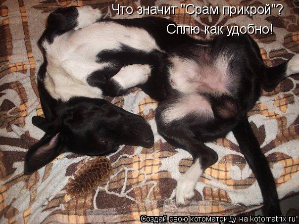 Что значит "Срам прикрой"? Сплю как удобно!... Котоматрица: Что значит "Срам прикрой"? Сплю как удобно!