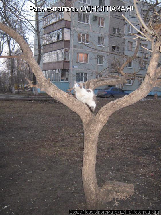 Размечталась ОДНОГЛАЗАЯ!... Котоматрица: Размечталась ОДНОГЛАЗАЯ!