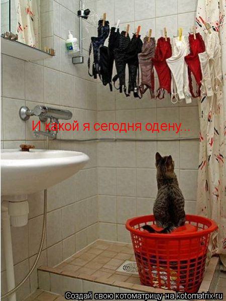 И какой я сегодня одену...... Котоматрица: И какой я сегодня одену...