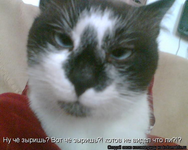 Ну чё зыришь? Вот чё зыришь?! котов не видел что ли?!?... Котоматрица: Ну чё зыришь? Вот чё зыришь?! котов не видел что ли?!?