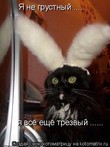 Я не грустный ..... я всё ещё трезвый ......... Котоматрица: Я не грустный ..... я всё ещё трезвый ......