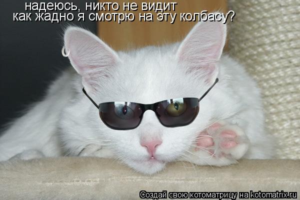 надеюсь, никто не видит как жадно я смотрю на эту колбасу?... Котоматрица: надеюсь, никто не видит как жадно я смотрю на эту колбасу?