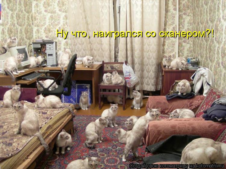 Ну что, наигрался со сканером?!... Котоматрица: Ну что, наигрался со сканером?!