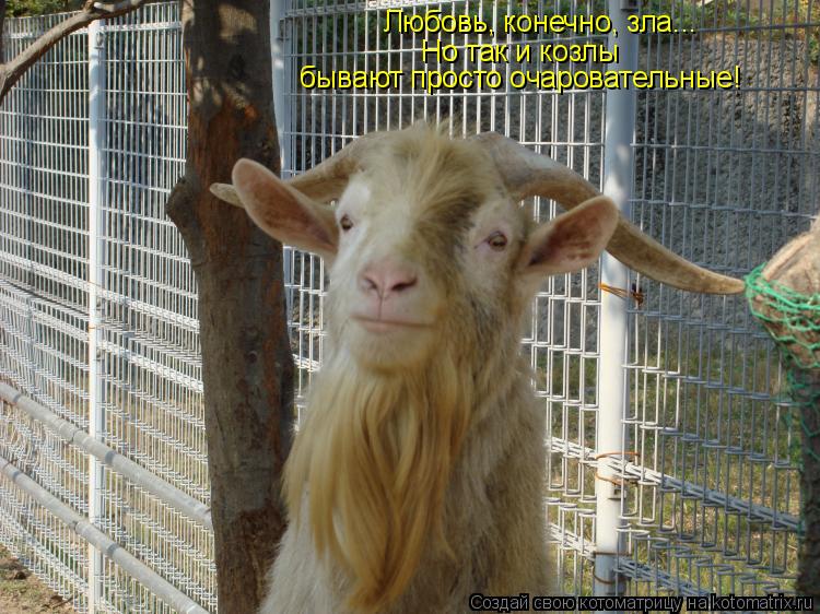 Любовь, конечно, зла... Но так и козлы бывают просто очаровательные!... Котоматрица: Любовь, конечно, зла... Но так и козлы бывают просто очаровательные!